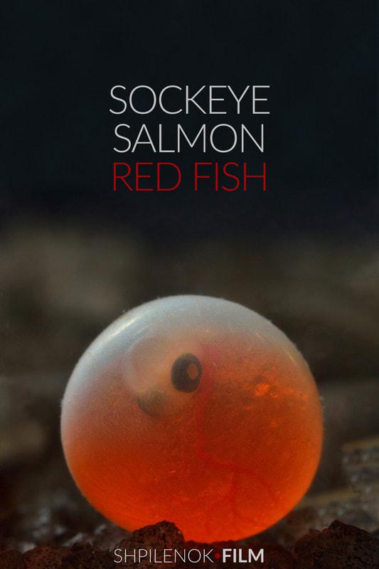 SOCKEYE SALMON. RED FISH-SALMONE ROSSO PESCE ROSSO